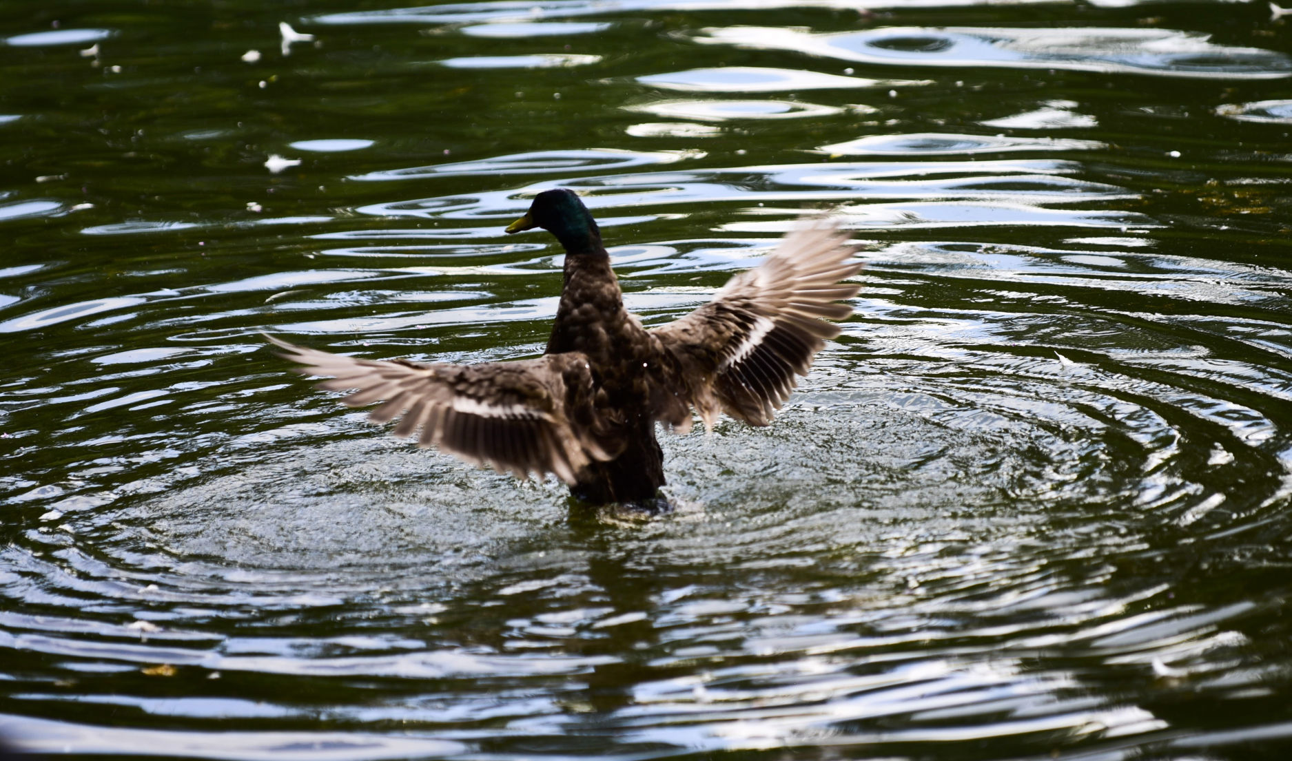 Lake Spring Park